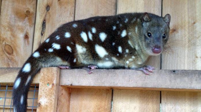 Tests confirm sighting of endangered quoll