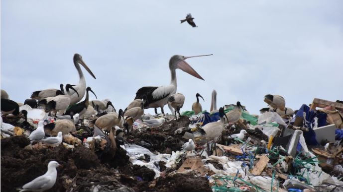 Pelicans and birds sit on top a pile of rubbish at Werribee tip