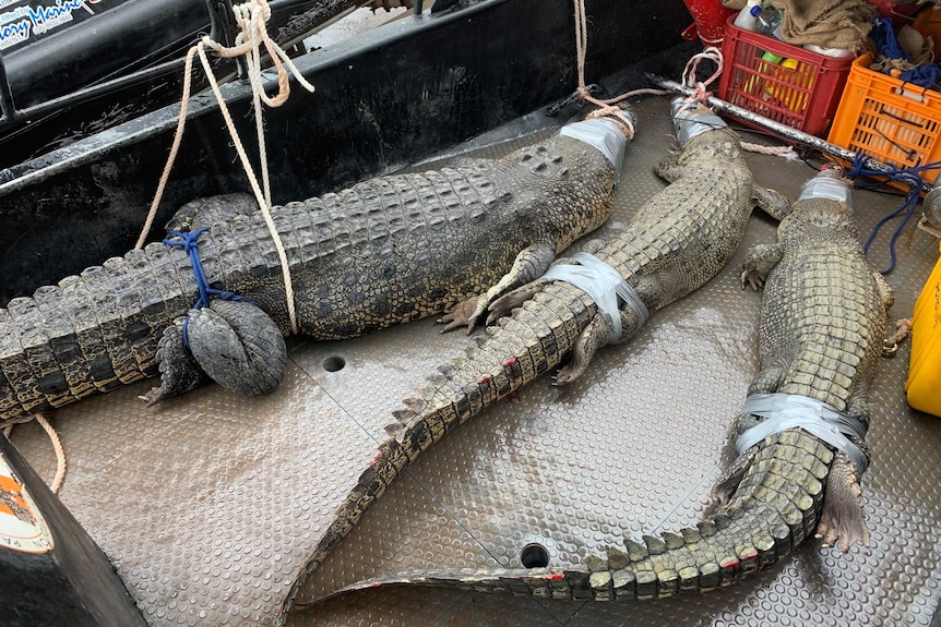 Three crocodiles with tape over their heads on a boat