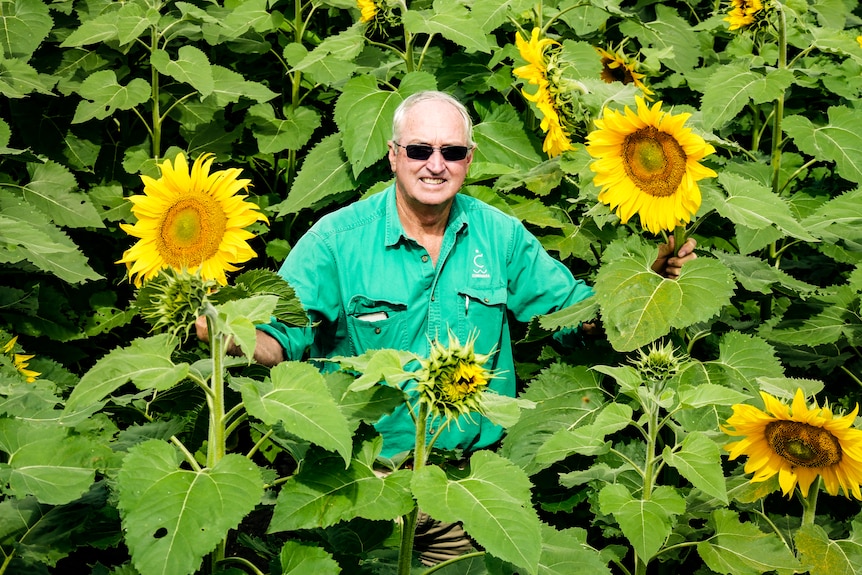 A man wearing sunglasses, standing in a sunflower field holding heads of the flowers.