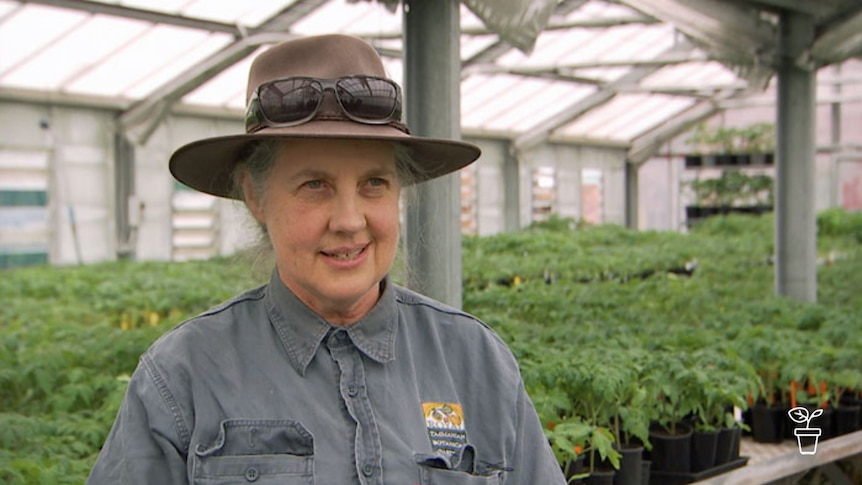 Woman wearing hat standing inside large nursery greenhouse filled with plants