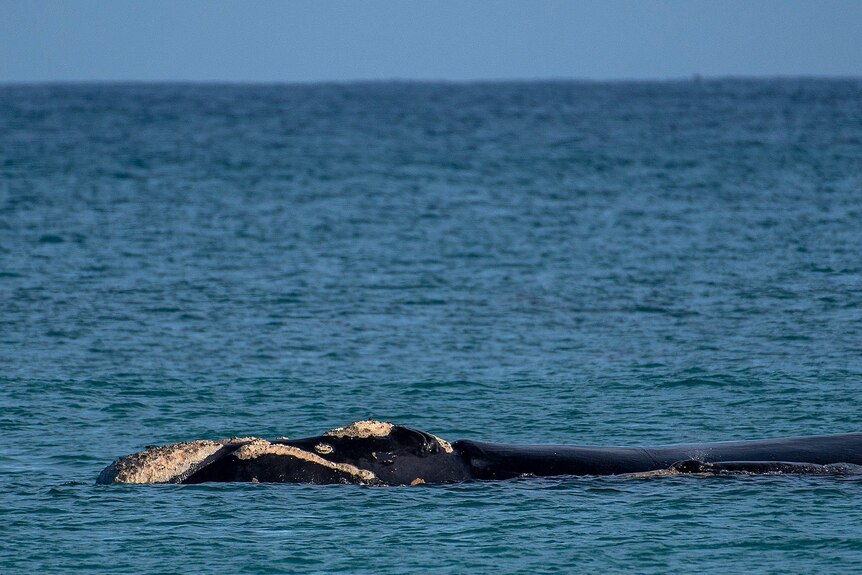A whale breaches in the ocean.