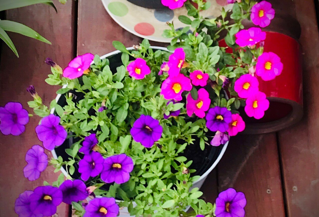 A pot of flowering plants on a timber outdoor deck.