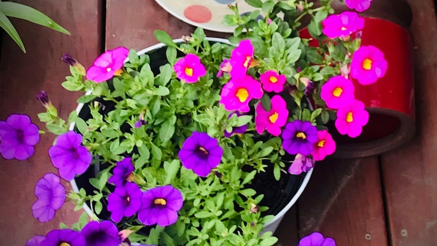 A pot of flowering plants on a timber outdoor deck.