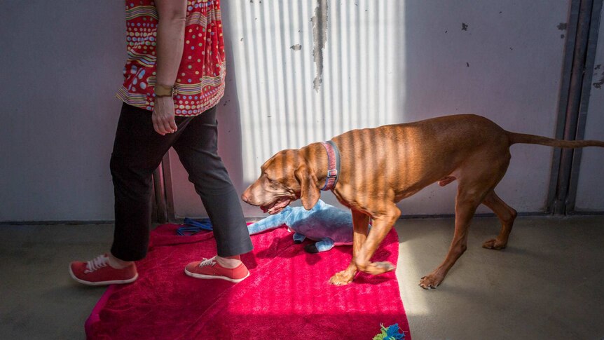 Leo's owner has MS and Leo is in care while the house is adapted to better care for him. 