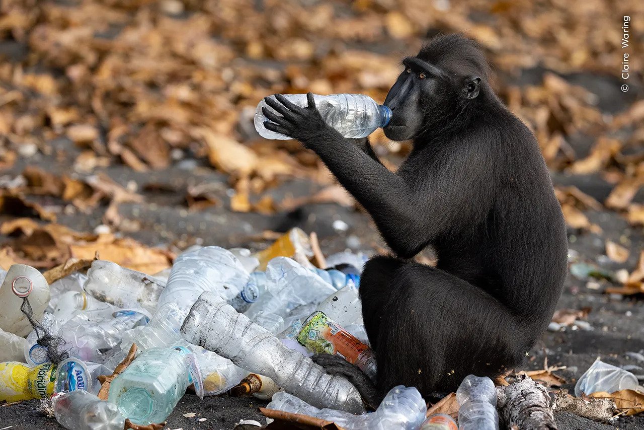 A Celebes crested macaque investigates the contents of a plastic bottle from a pile ready for recycling.