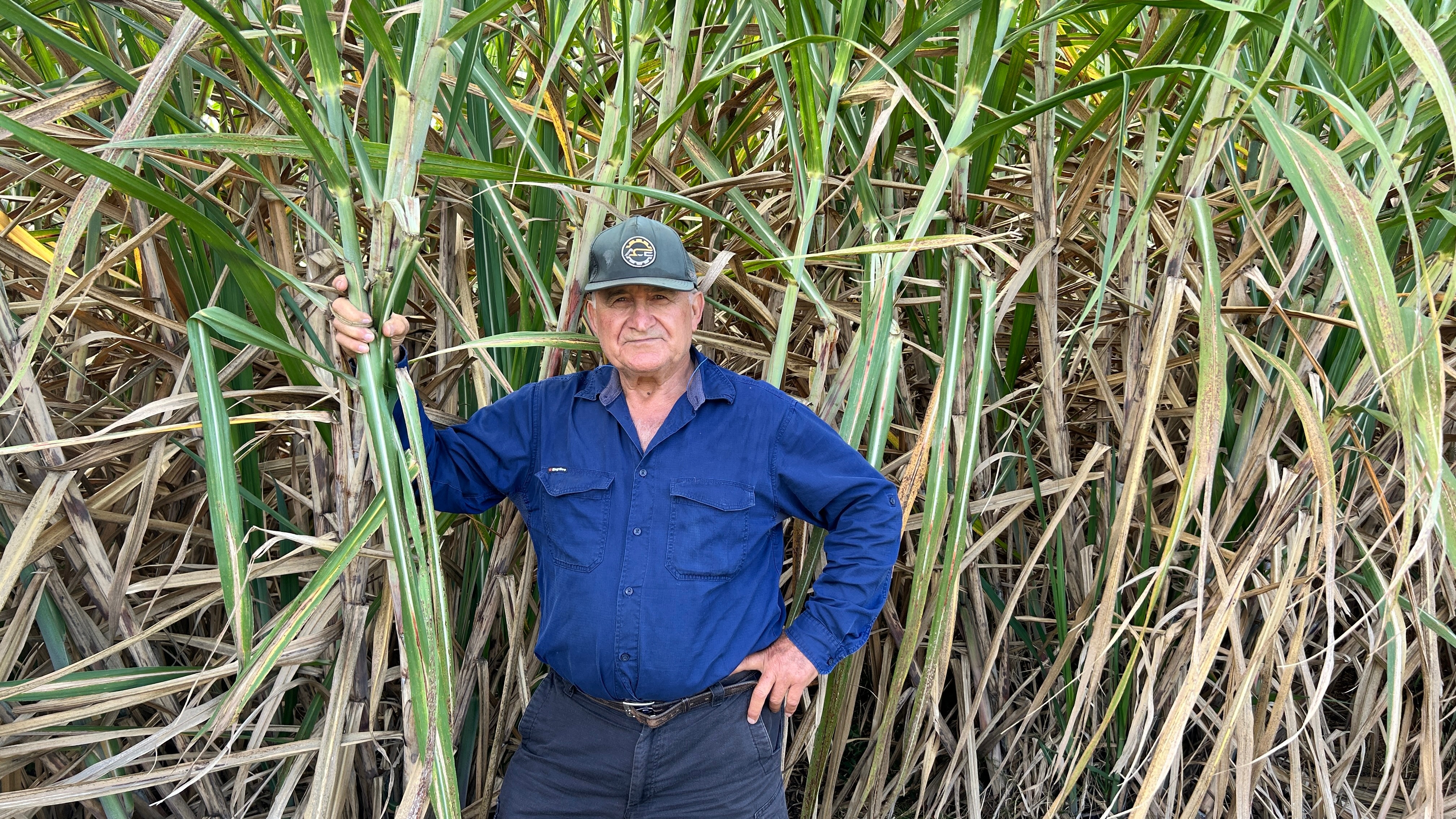 Smut threatened to destroy sugarcane farming but ended up reshaping it