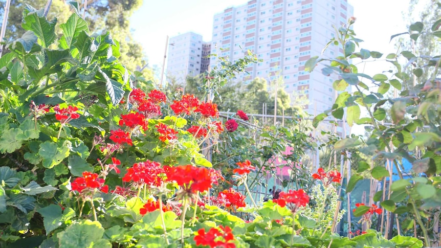 Sun shines on a plant with red flowers near community housing blocks.
