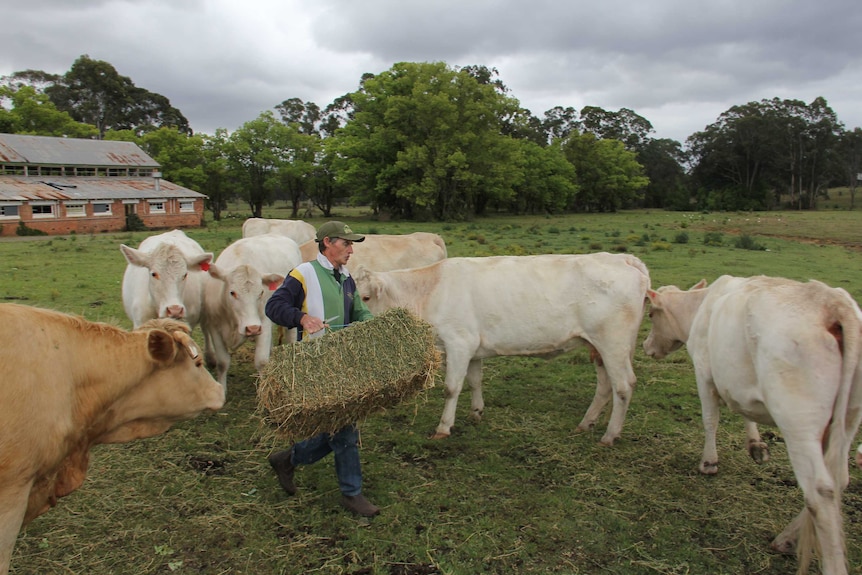 Some of Robert Thompson's cattle gather round to be fed on a day away from the racecourse for their owner.