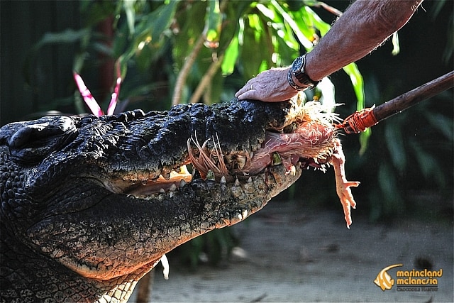 a huge crocodile biting on a chicken.