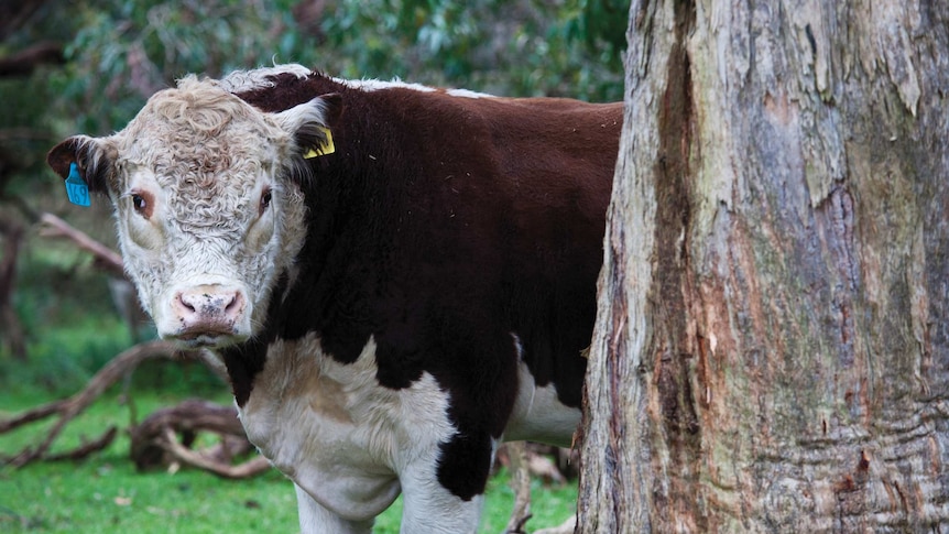 A hereford peering out from behind a tree.