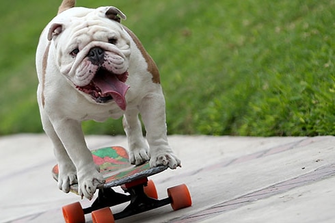 Otto the British bulldog on his skateboard.
