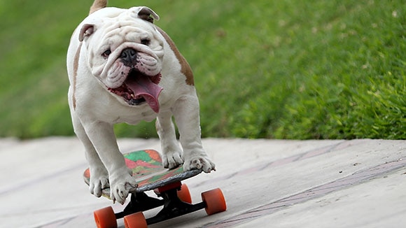Otto the British bulldog on his skateboard.