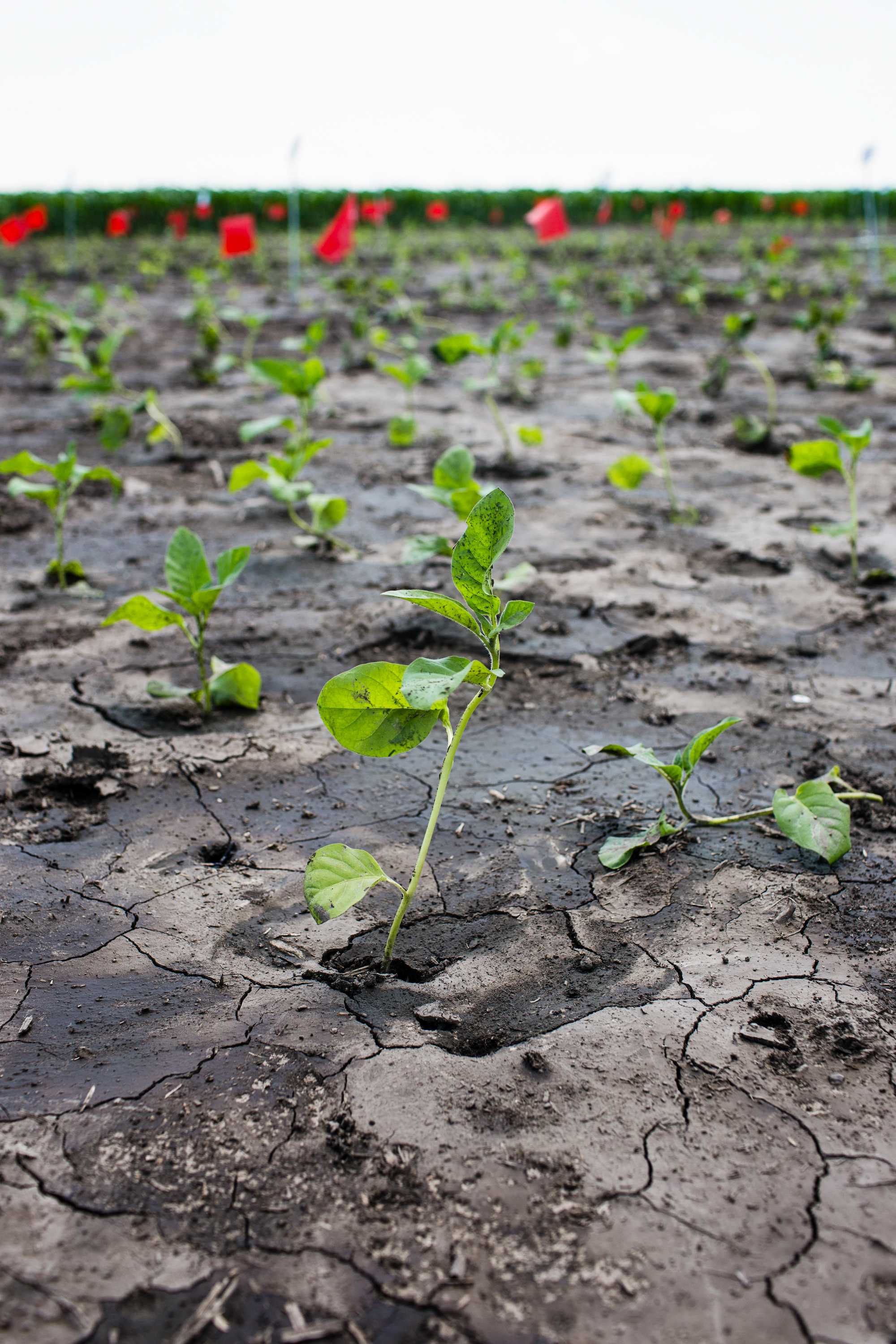 GM tobacco test crop uses 25pc less water