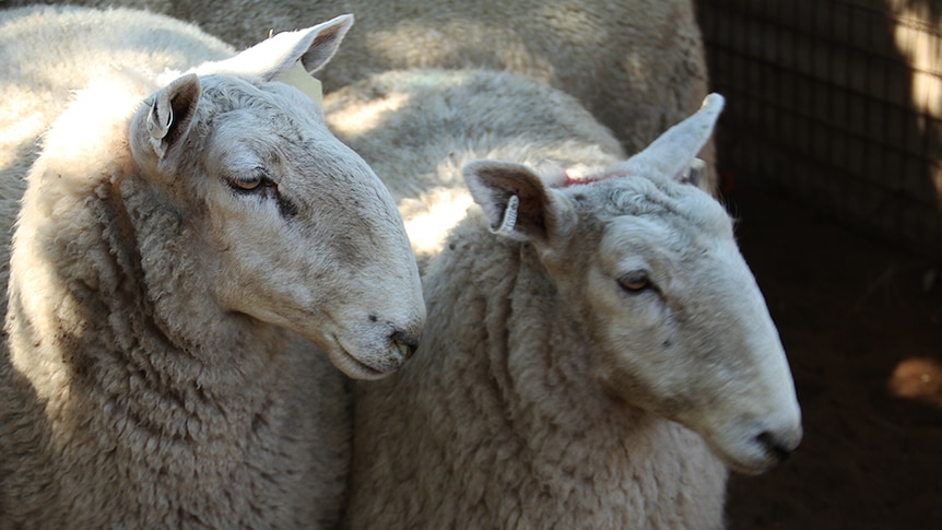 Sheep used to clean up paddocks