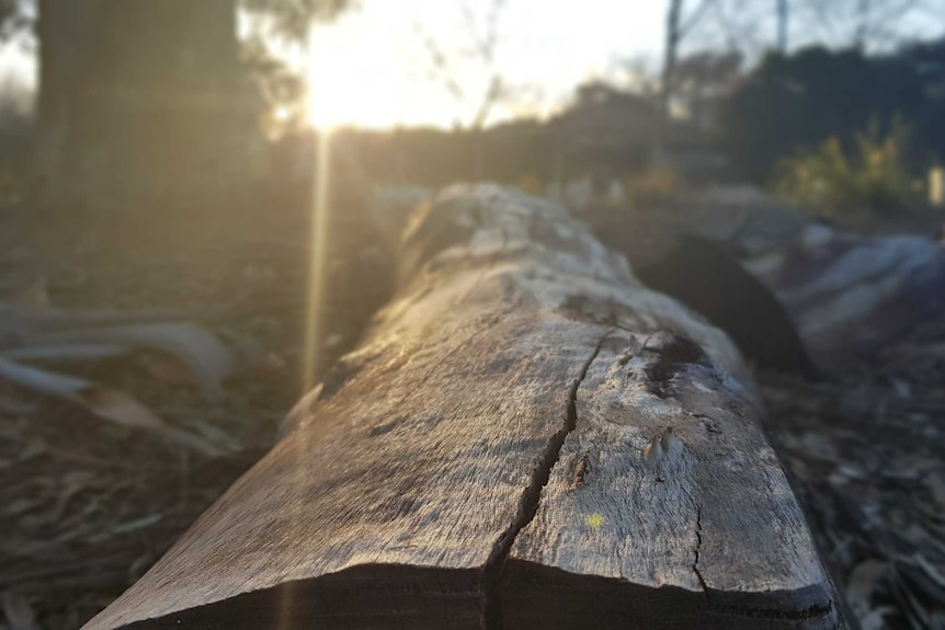 A log in an O'Connor park