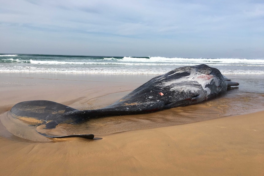 Dead whale washed up on shore of beach