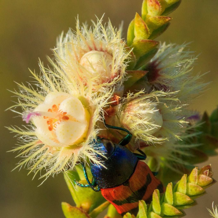 A blue and red beetle hides beneath a pale yellow flower bud with a pink centre