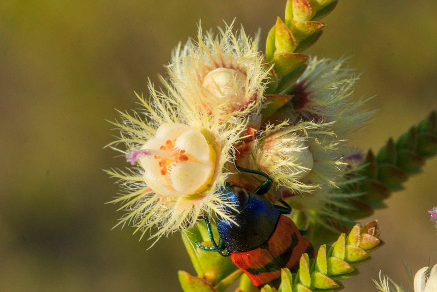 A blue and red beetle hides beneath a pale yellow flower bud with a pink centre