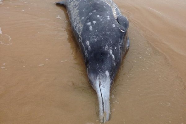 The rare beaked whale washed up on Redhead Beach.
