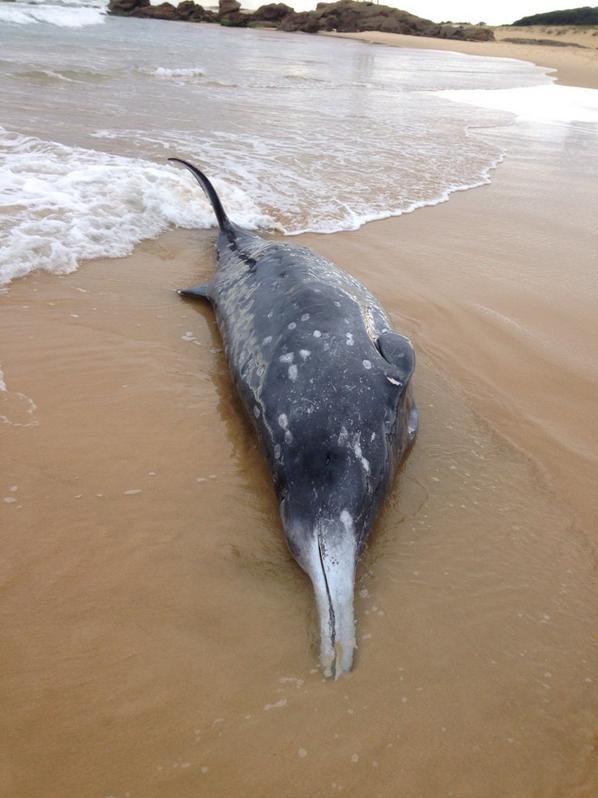 The rare beaked whale washed up on Redhead Beach.