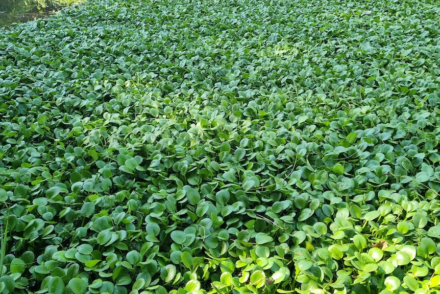 A large field of green leafy weeds on top of water 