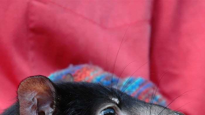 There are 100 tasmanian devils in captive breeding programs on the mainland.
