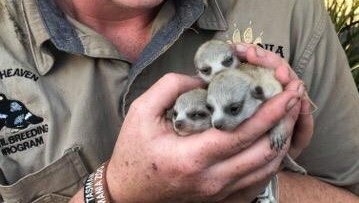 Young woman in zoo uniform holds three  meerkat pups in her cupped hands
