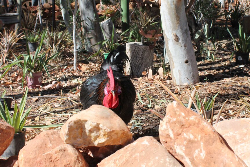 'Terrible Terry' the rooster walking towards the camera at the Alice Springs jail, on the prison's farm.