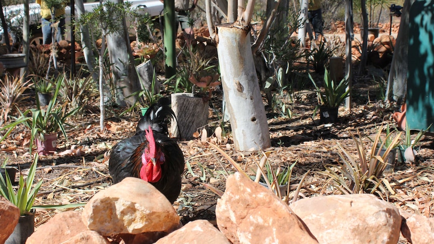 'Terrible Terry' the rooster walking towards the camera at the Alice Springs jail, on the prison's farm.