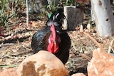 'Terrible Terry' the rooster walking towards the camera at the Alice Springs jail, on the prison's farm.