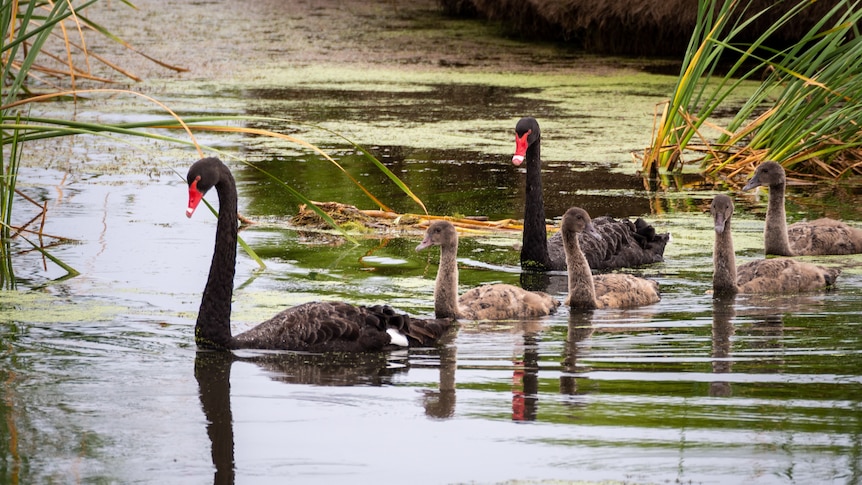 Two black swans and four grey cygnets swim between green reeds on the lake.