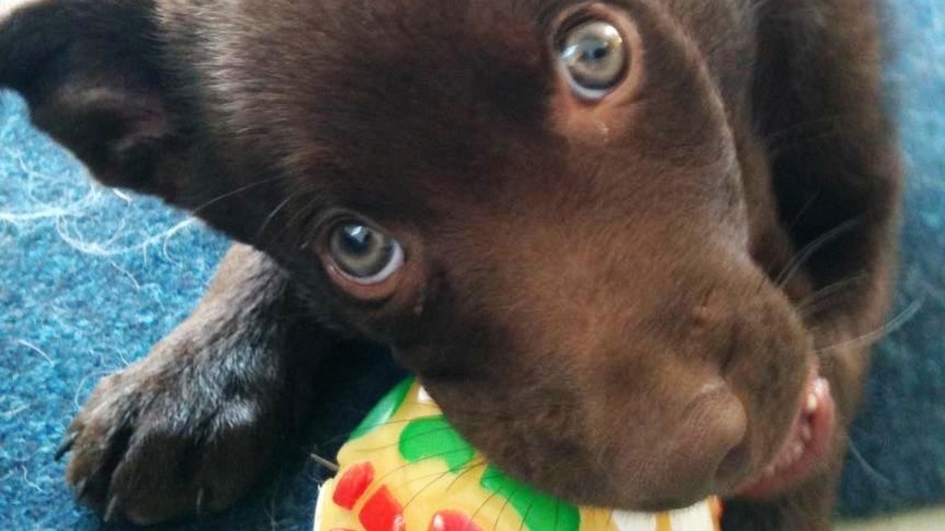 A red kelpie pup chews a ball