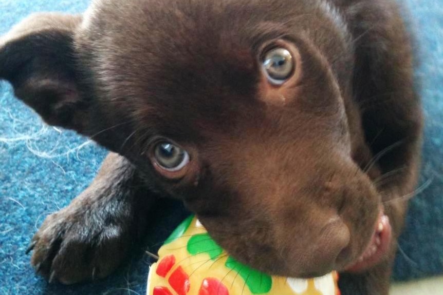 A red kelpie pup chews a ball