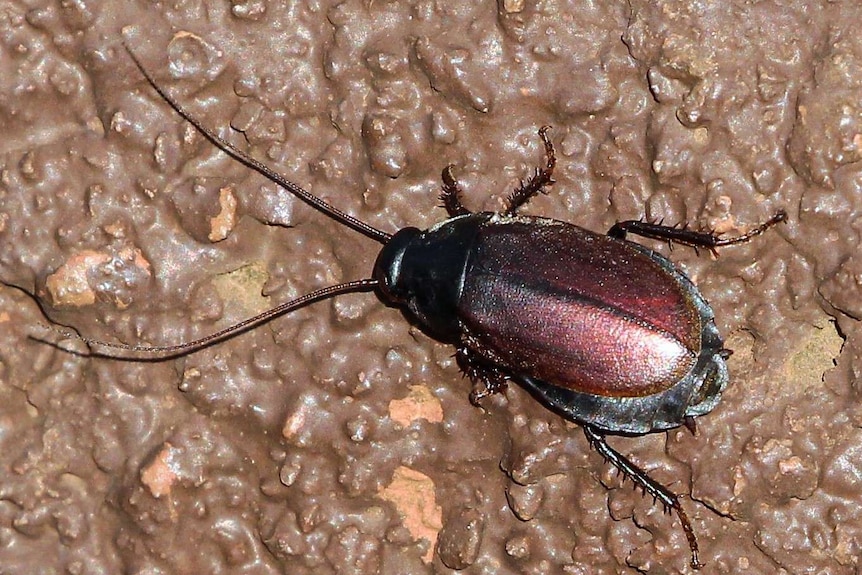 Pacific beetle cockroach (Diploptera punctata)