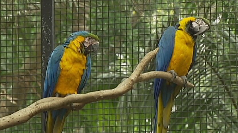 Macaws stolen from Sydney wildlife park