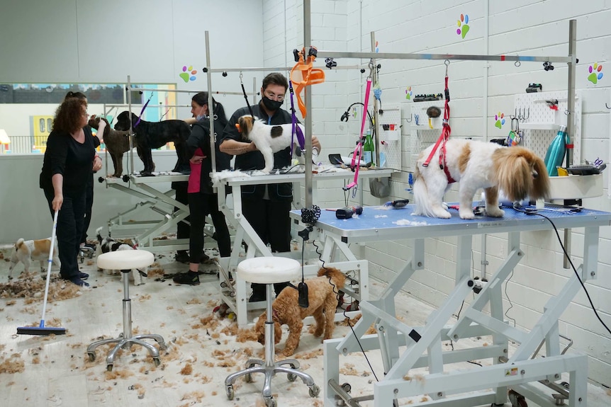 Several dogs are up on benches getting a trim, while others roam the floor