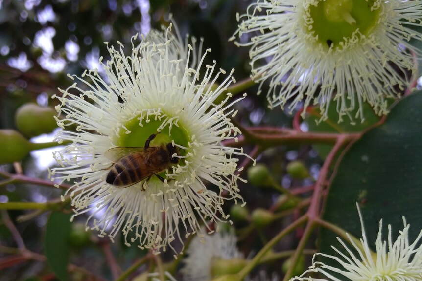 A bee collects pollen in a marri flower.