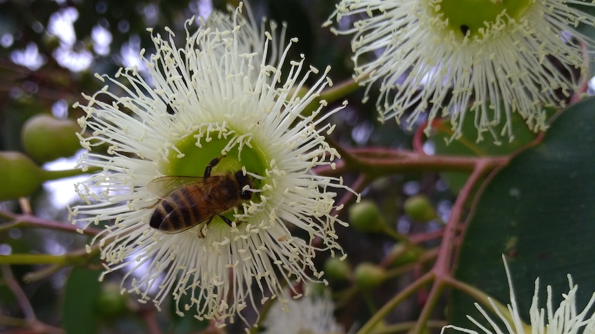 A bee collecting pollen in a marri flower.