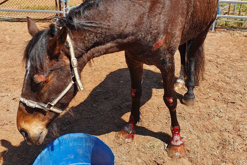 A horse stands at a food bowl with a CFA fire truck visible in the left background.