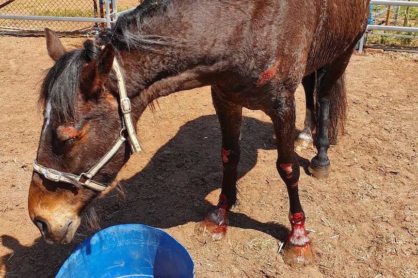 A horse stands at a food bowl with a CFA fire truck visible in the left background.