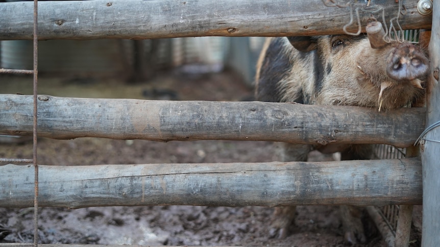 A pig peeks between a hole in the fence