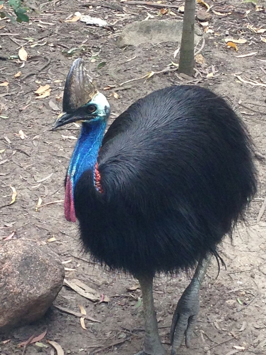 A cassowary in bush near Mission Beach in north Queensland.