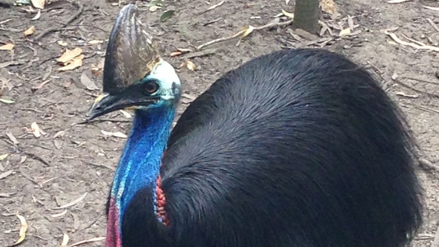 A cassowary with its brightly coloured neck and horned head.