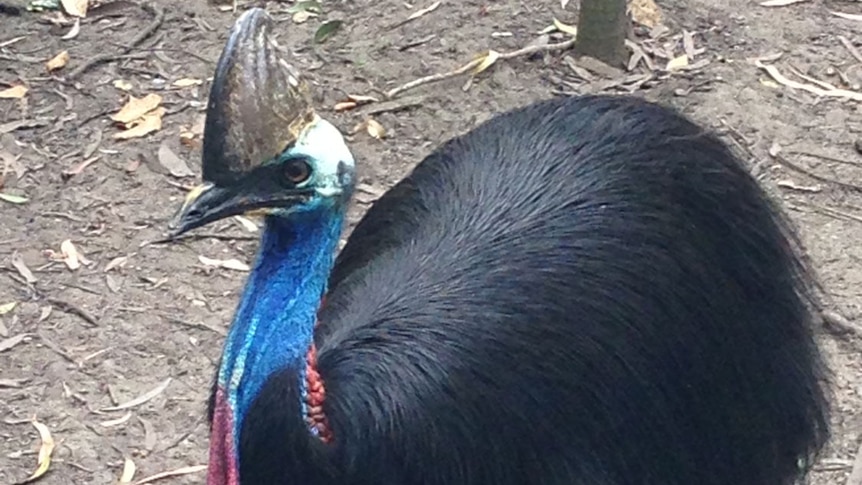 Cassowary in bush near Mission Beach in north Queensland in March 2014