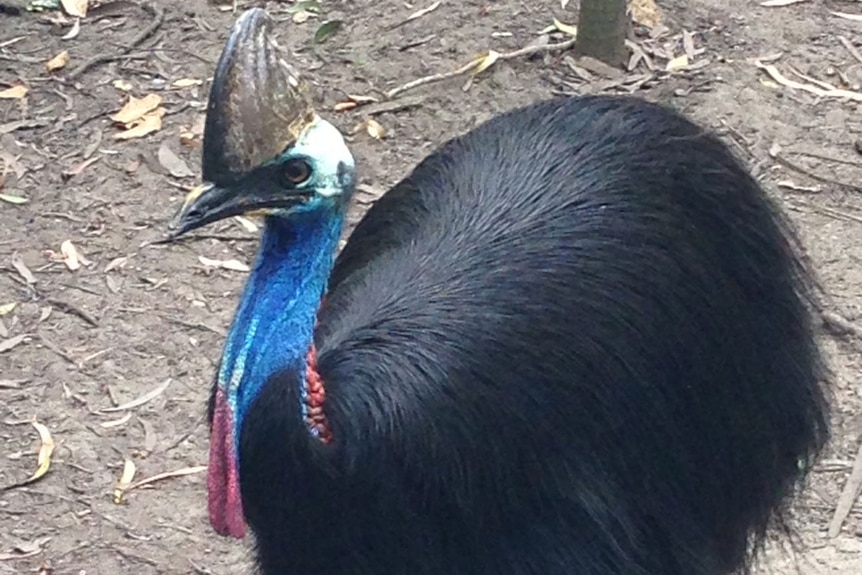 Cassowary in bush near Mission Beach in north Queensland in March 2014