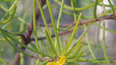 The critically endangered plant, persoonia pauciflora.