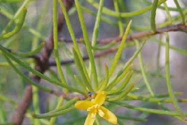 The critically endangered plant, persoonia pauciflora.