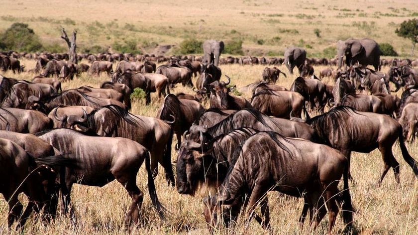 Wildebeest