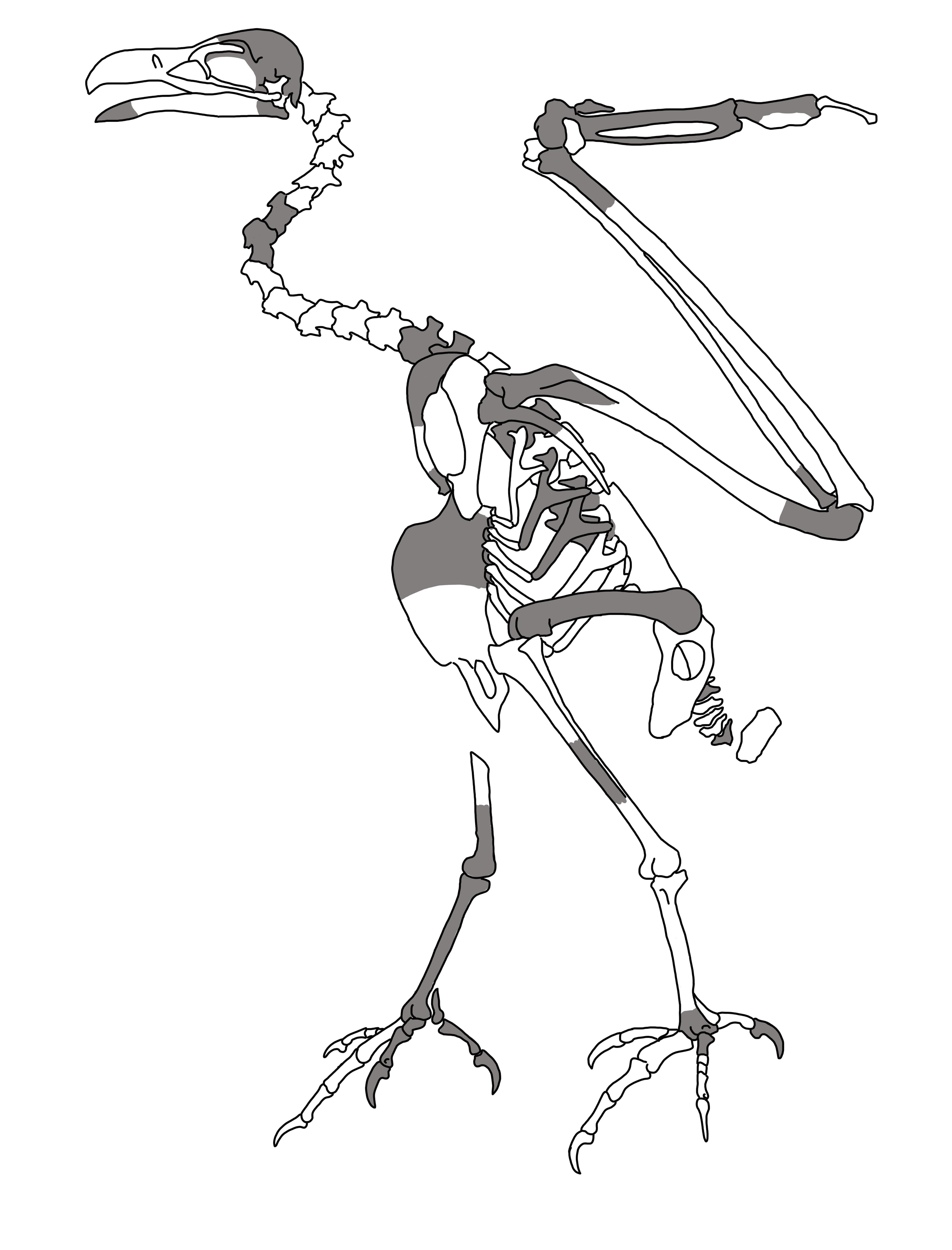A drawing of the skeleton of an extinct eagle.